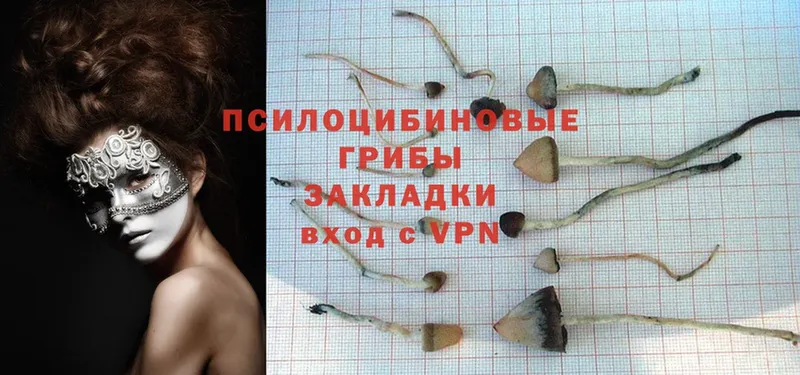 Галлюциногенные грибы Psilocybe  Дагестанские Огни 